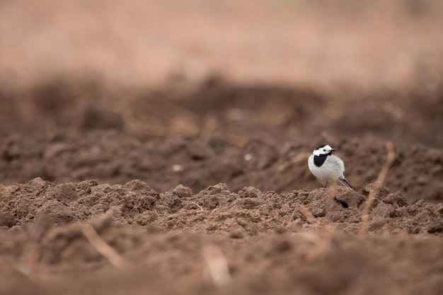 De kwikstaart Motacilla, een kleine trekvogel, zingt in het park op insecten.