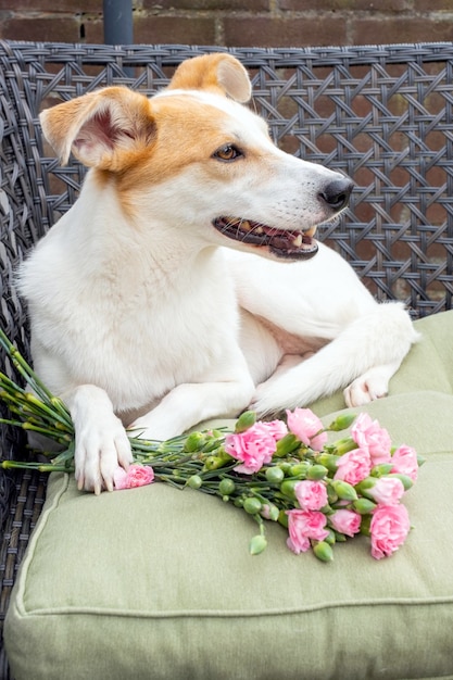 Foto de lachende hond zit in de tuin op de bank met roze bloemen.