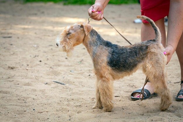 De Lakeland Terrier op de hondenshow. Poseren voor de jury...