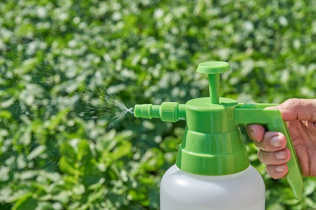 De landbouwer bespuit pesticide met handspuitbus tegen insecten op aardappelaanplanting in tuin in de zomer. Landbouw en tuinieren concept