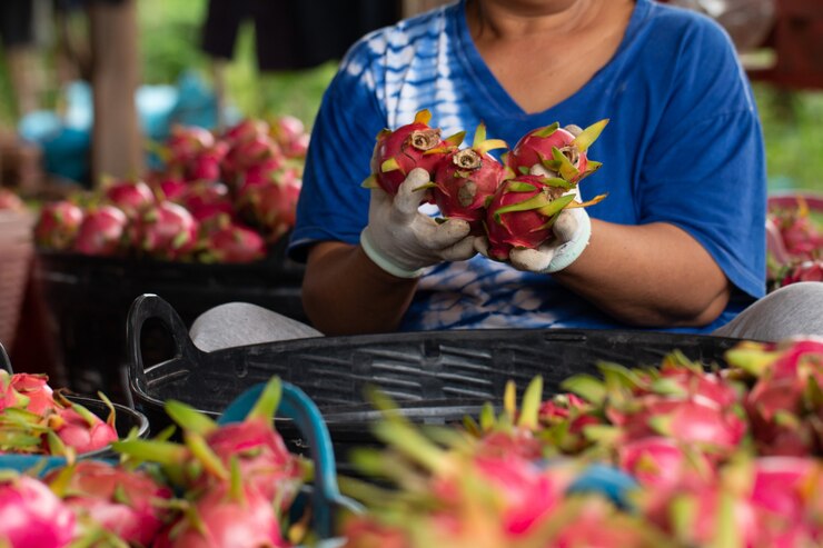 De landbouwer controleert draakfruit voor verkoopt