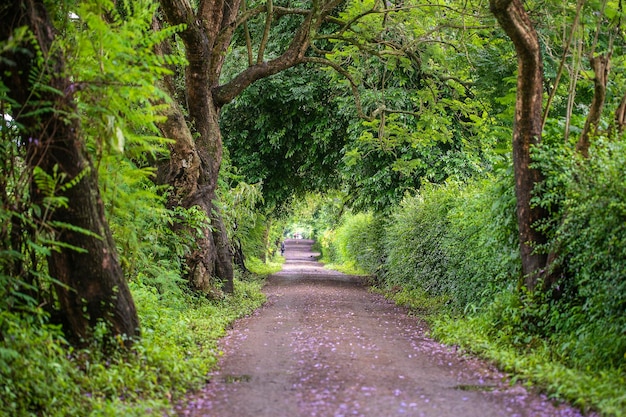 De lange weg naast grote groene bomen zoals een boomtunnelweg Tanzania Afrika