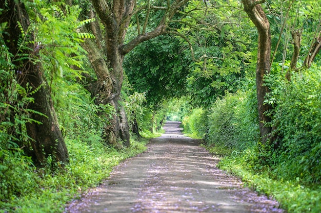 De lange weg naast grote groene bomen zoals een boomtunnelweg Tanzania Afrika