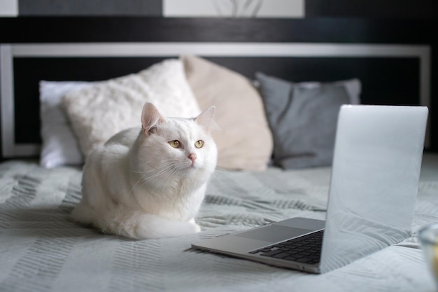 De laptop ligt op het bed naast een witte pluizige kat