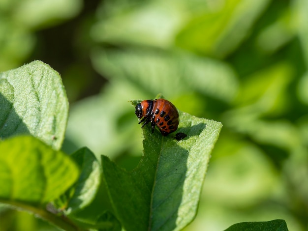 De larve van de Coloradokever op een groen aardappelblad in de zomer op een zonnige dag. Insectenplagen