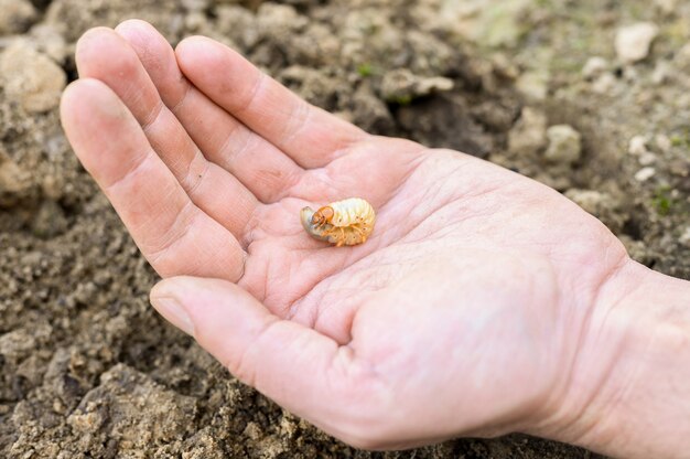 De larve van de meikever of meikeverwants in mannelijke hand op lente in de tuin