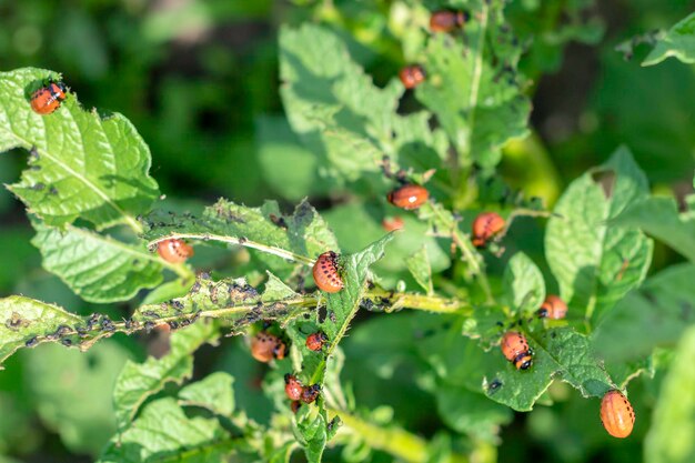 De larven van Coloradokever op aardappelbladeren