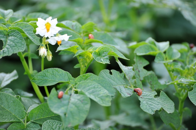 De larven van de coloradokever eten de bladeren van een bloeiende aardappel