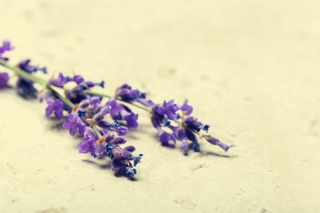 De lavendel bloeit dicht omhoog