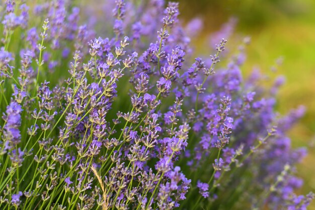 De lavendel bloeit zachte nadruk