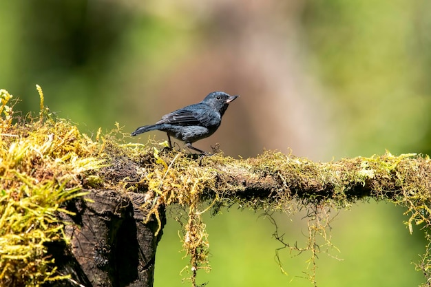 De leisteenbloemborer is een zangvogel die inheems is in de Talamancan-gebergtewouden