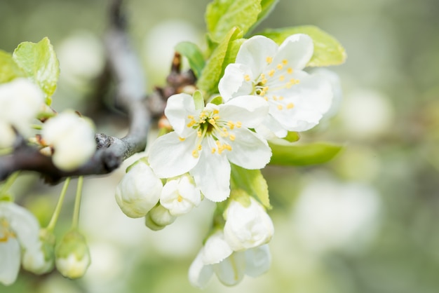 De lente bloeiende kers, wit bloemenclose-up
