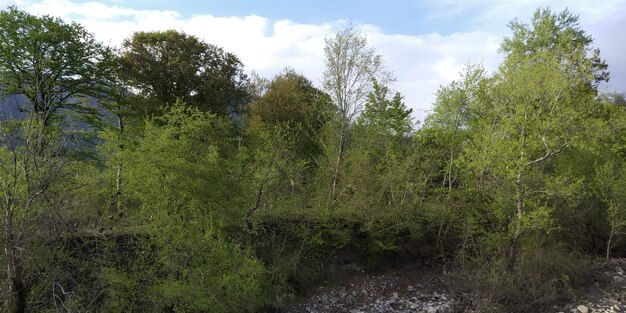 De lente in de bergen