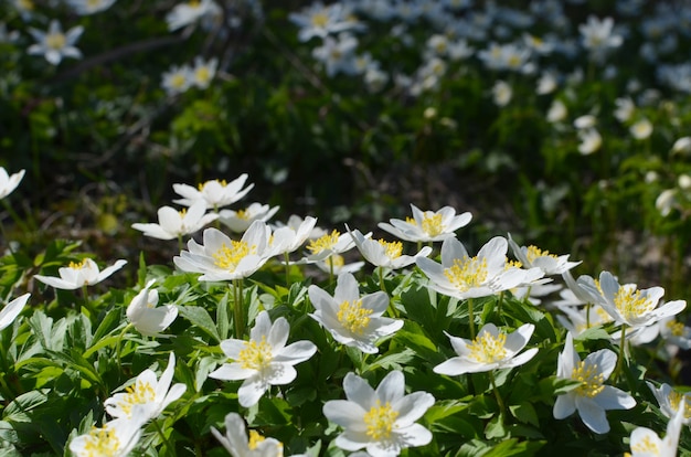 De lente is de tijd van prachtige anemonen. Bloemen achtergrond