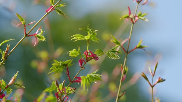 De lente komt acer palmatum spruit rood gebladerte acer palmetum knoppen nog in de lente