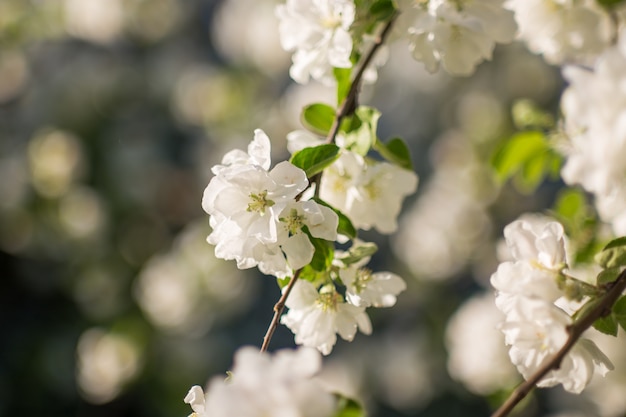 De lente komt appelboom in zonnige dag tot bloei