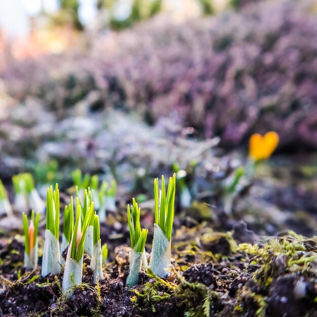 De lente komt eraan. De eerste gele krokussen in mijn tuin op een zonnige dag