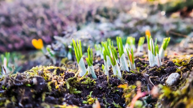 De lente komt eraan. De eerste gele krokussen in mijn tuin op een zonnige dag