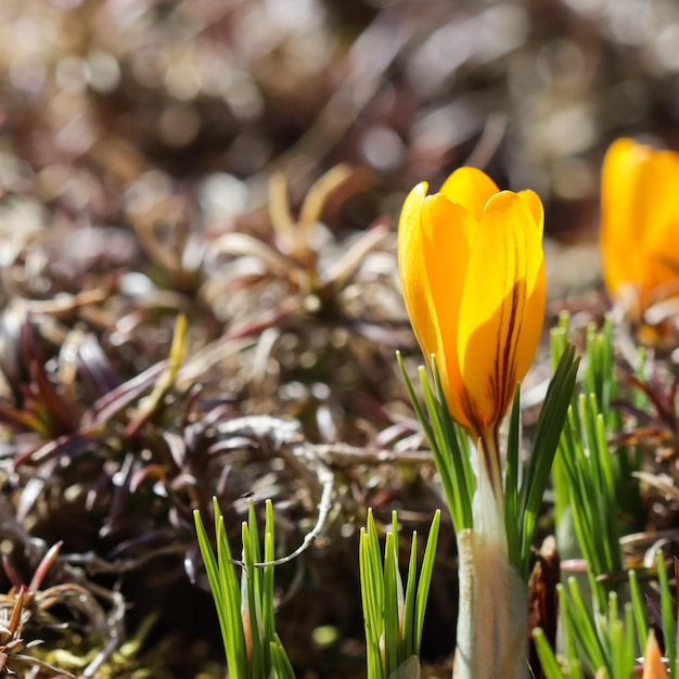 De lente komt eraan de eerste gele krokussen in mijn tuin op een zonnige dag