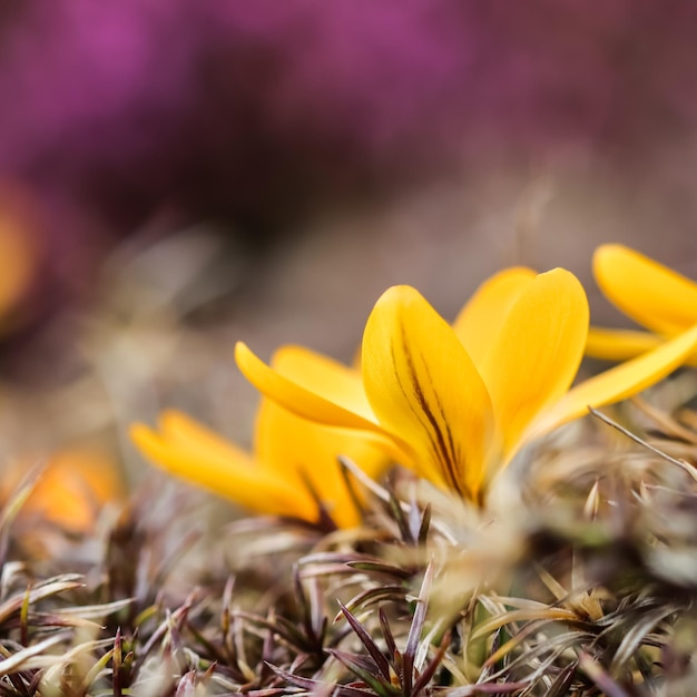 De lente komt eraan de eerste gele krokussen in mijn tuin op een zonnige dag