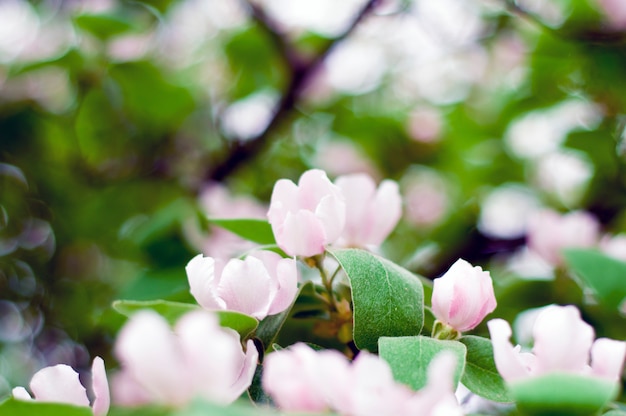 De lente komt eraan