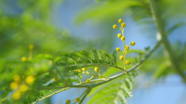 De lente komt Pasen concept prachtige gele mimosa kleine bloemen in de lente botanische tuin