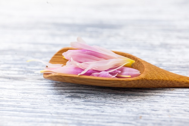 De lente pioenenbloesem op houten lepel