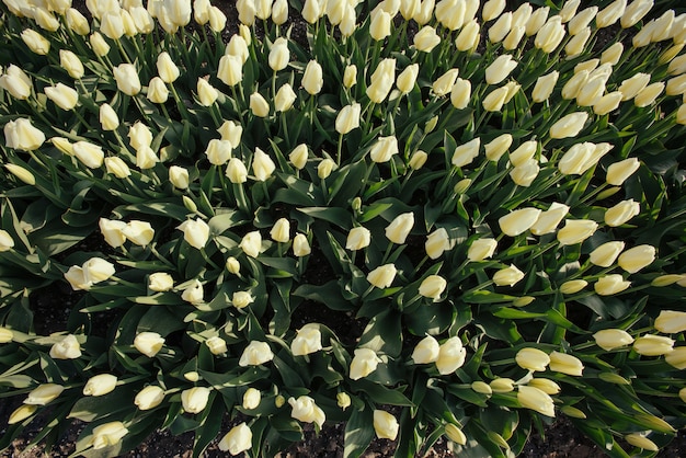 De lenteachtergrond met mooie witte tulpen.