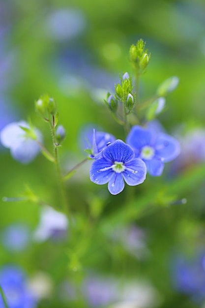 De lentebloem op vage groene aard