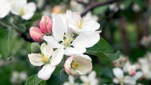 De lentebloemen buiten op een zonnige dag