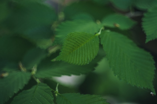 De lentehazelnoot verlaat close-up