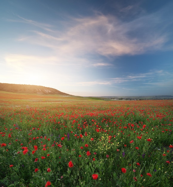 De lentemedoaw van papaverbloemen bij zonsondergang