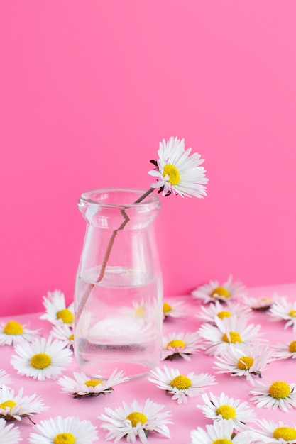 De lentesamenstelling met witte margrieten op een lichtroze achtergrond sluit omhoog