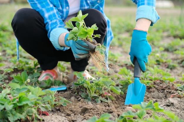 De lentetuin, handen van vrouw in handschoenen met tuinhulpmiddelen plant aardbei