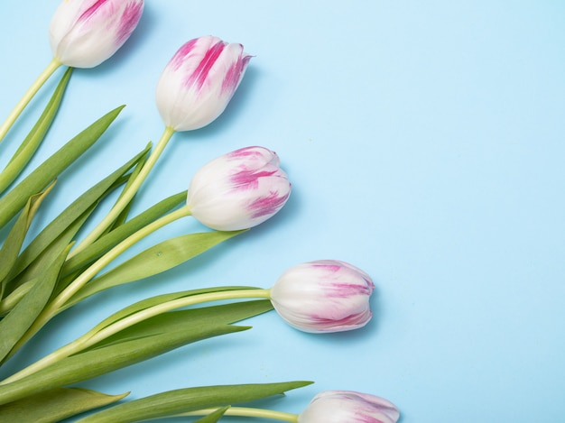 De lentetulpen flatlay op blauwe achtergrond.