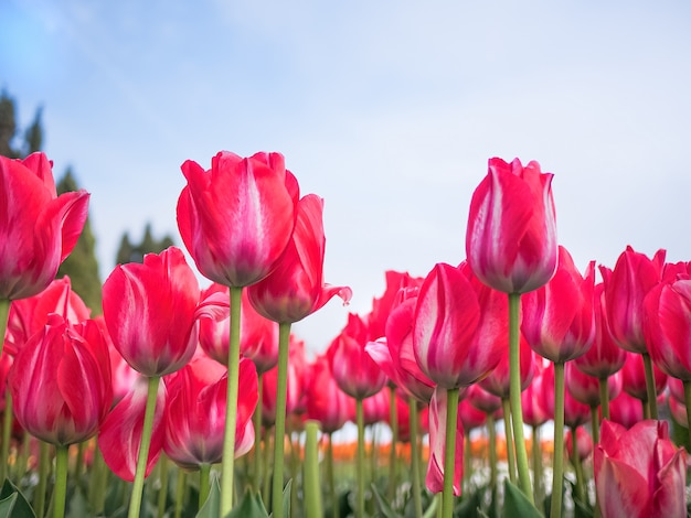 De lentetulpen in de tuin