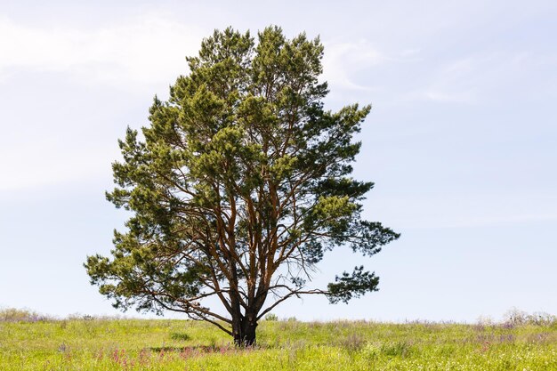 De lenteweide met grote boom met verse groene bladeren