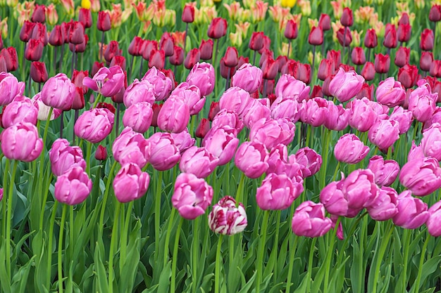 De lenteweide met heel wat veelkleurige tulp bloeit bloemenachtergrond