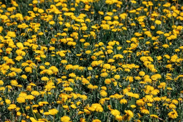 De lenteweide met paardebloemen op heldere zonnige dag