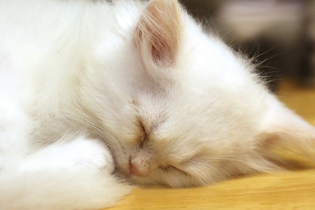 De leuke close-up van de slaapkatelkat, hoofd