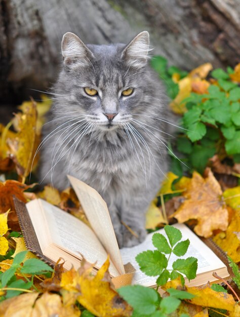 De leuke grijze kat leest een boek op de herfstachtergrond