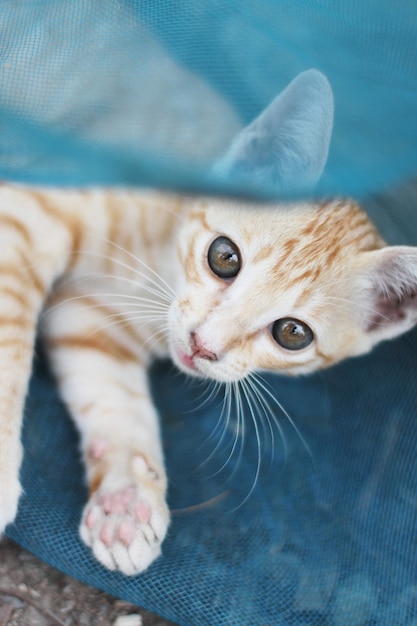 De leuke oranje gestreepte kat van het katje geniet van en ontspant op blauwe netto in tuin