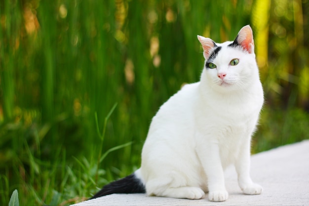 Foto de leuke witte en zwarte kattenzitting geniet van met groen gras in tuin