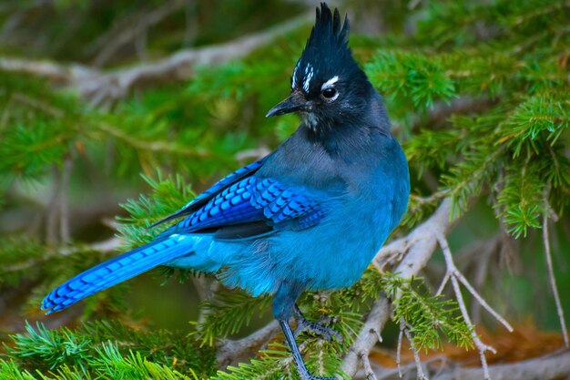 De levendige en exotische Stellar Jay zit op de top van een weelderige boomtak omringd door levendig groen gebladerte.