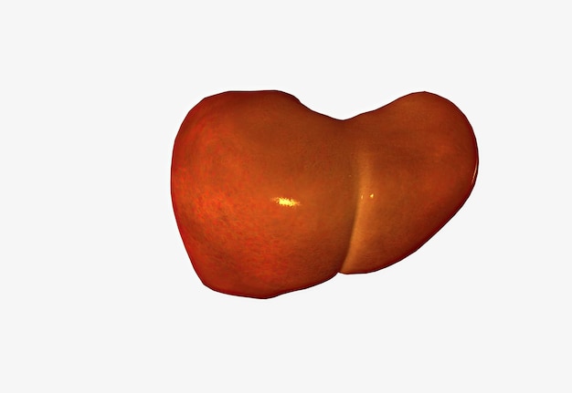 De lever is het grootste viscerale orgaan van het lichaam