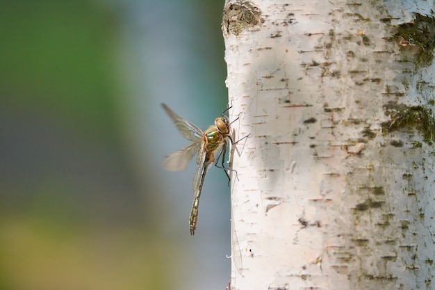 De libel lijkt vaak op een kleine helikopter Maar in de wereld van insecten is dit een echte draak net zo fel en gevaarlijk