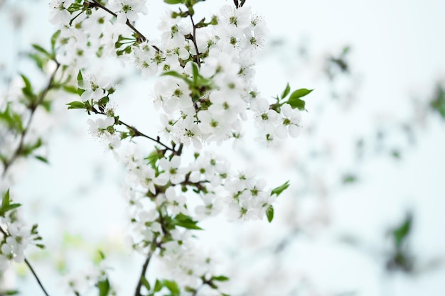 De lichte achtergrond van een bloeiende appelboom in de lente