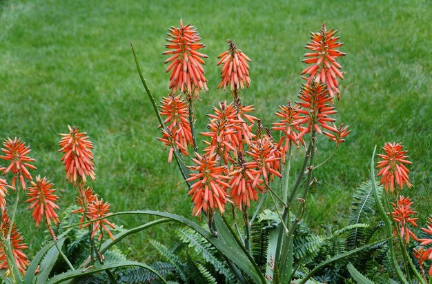 De lichtoranje bloemen van Aloe vera Nyeriensis