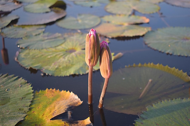 De liefde voor de natuur wordt gezien tussen de waterlelies. De twee bloemen plakken aan elkaar.