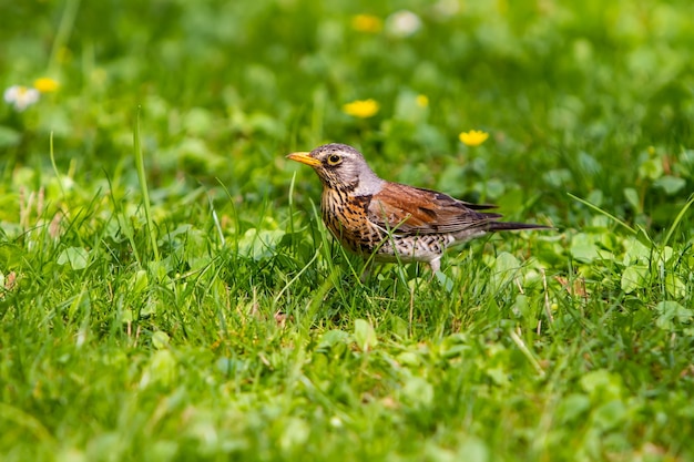 De lijster staat op het gras ernaast met een regenworm.